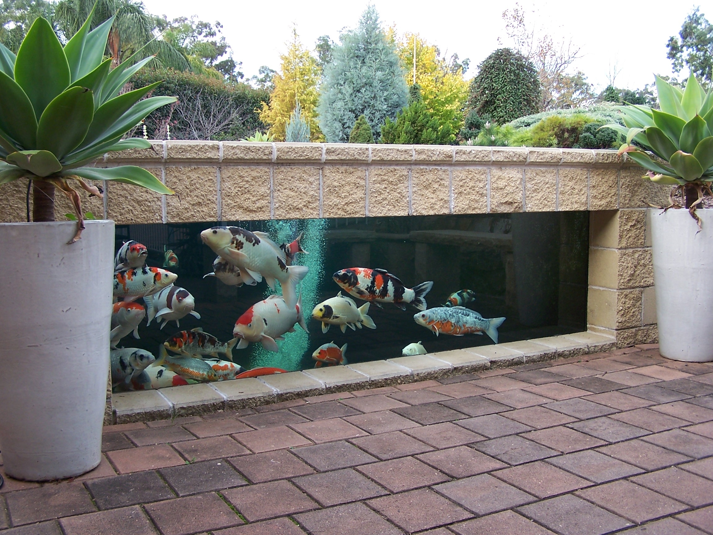 Cost for a Koi Pond - Howmuchdoesitcost.com
